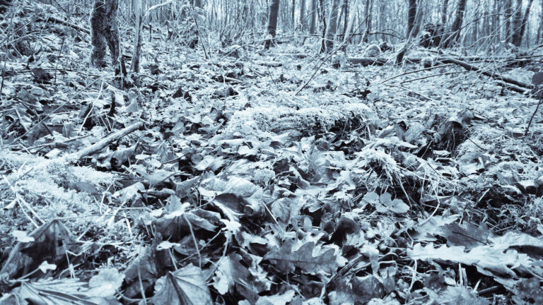 Le Pouvoir de la Confiance en Soi