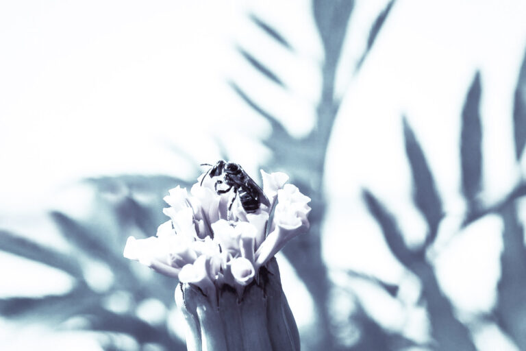 Dire non sans peur du conflit