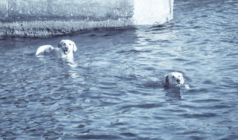 Le cheval devient votre miroir de communication